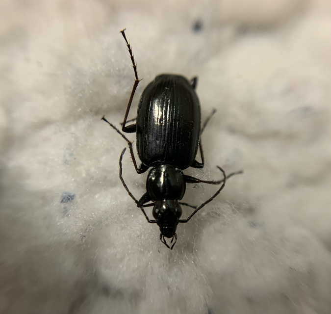 Agonum monachum - sziki kisfutó Agonum monachum - sziki kisfutó