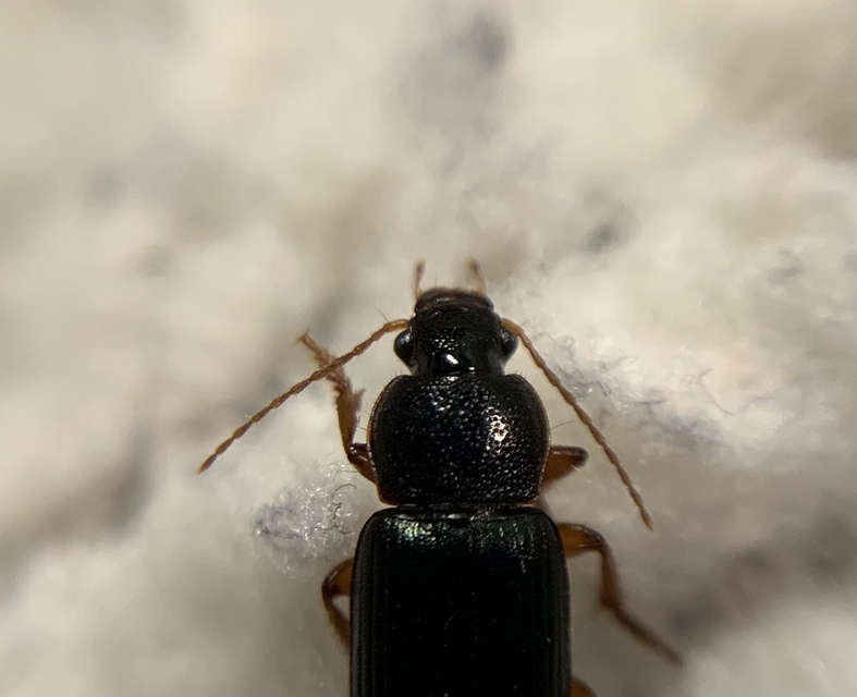 Ophonus azureus - azúrkék bársonyfutó