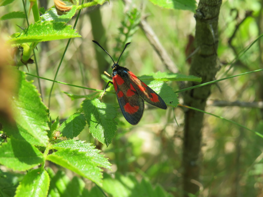 Zygaena loti - közönséges csüngőlepke