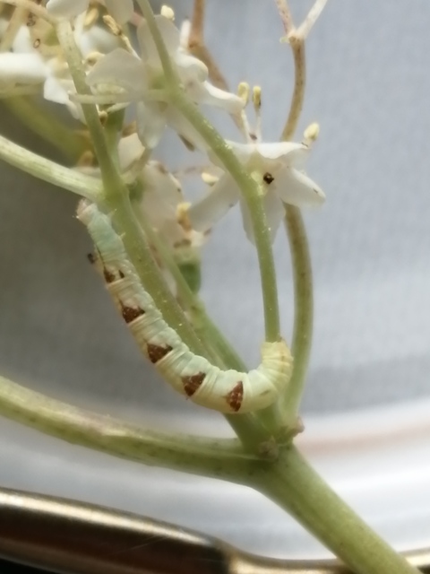 Chloroclystis v-ata - zöldes törpearaszoló