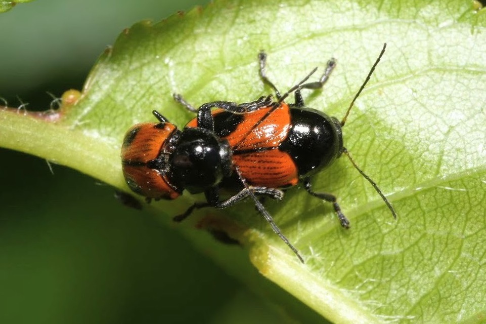 Cryptocephalus bipunctatus - kétpettyes zömökbogár