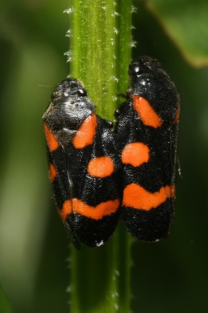 Cercopis arcuata/sanguinolenta
