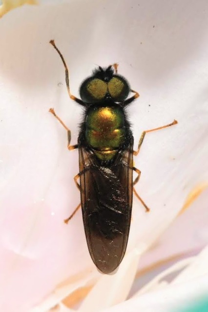 Chloromyia speciosa
