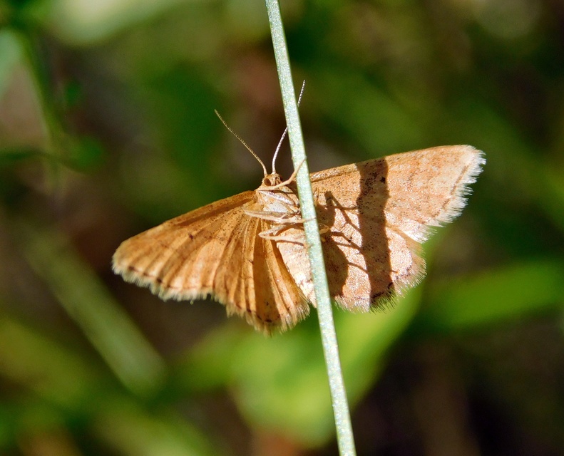 Idaea serpentata - kis sávosaraszoló