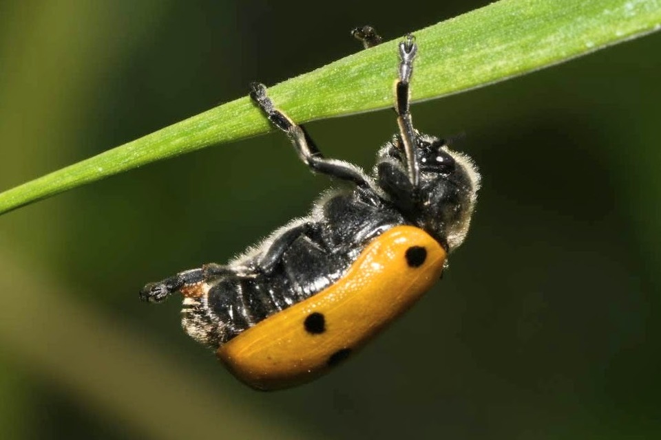 Lachnaia sexpunctata - szőrösnyakú zsákhordóbogár