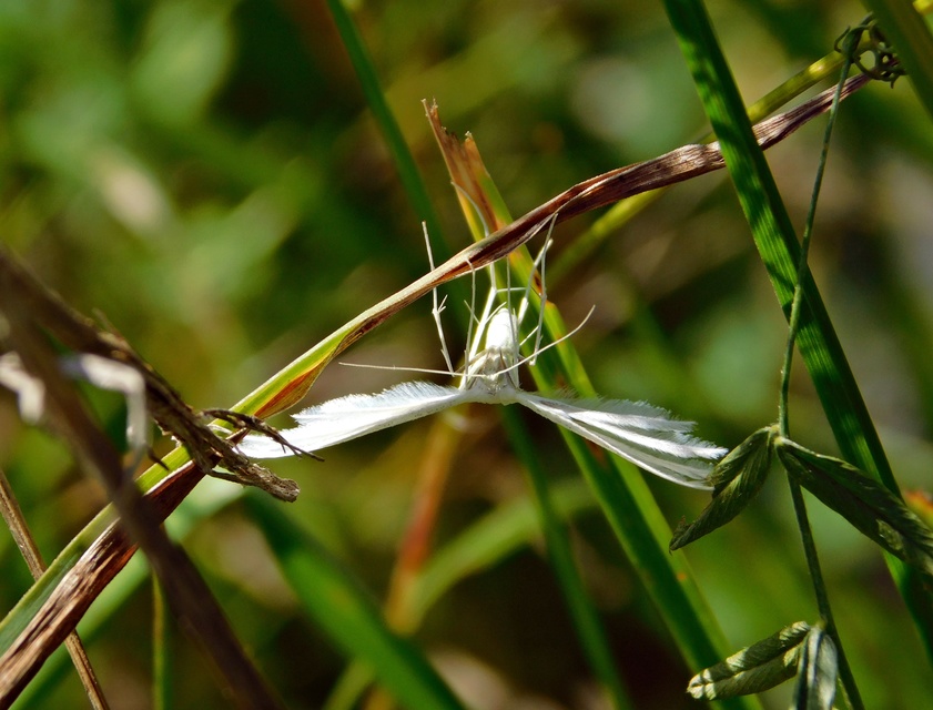 Pterophorus pentadactyla - fehér tollasmoly