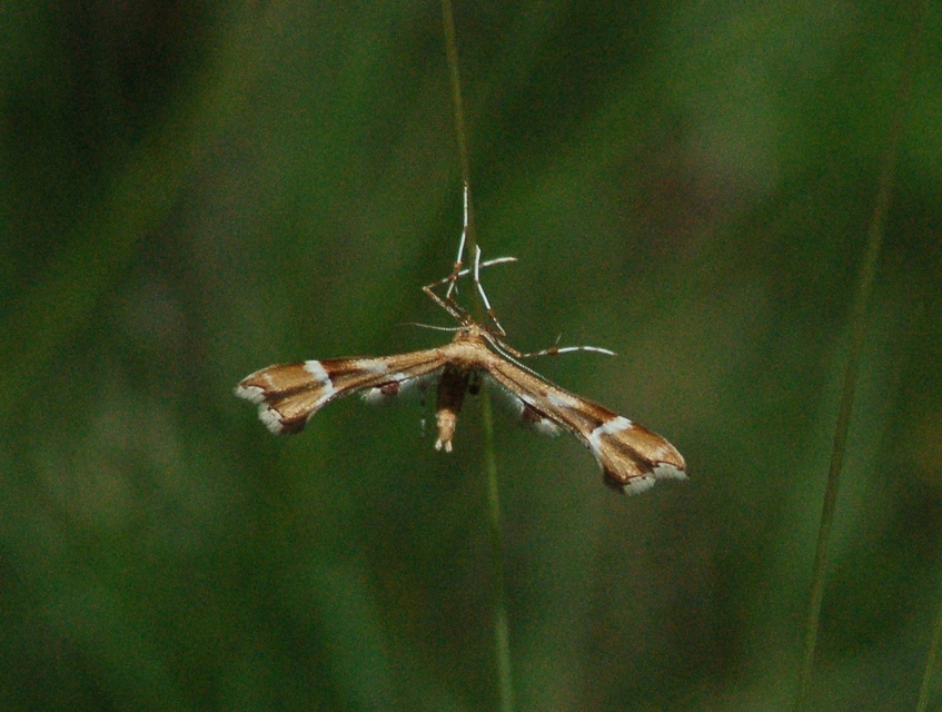 Cnaemidophorus rhododactyla - rózsabogyó-tollasmoly