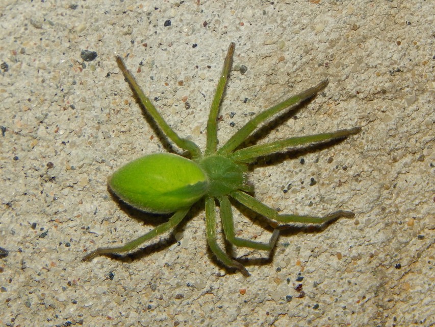Micrommata virescens - hunyópók