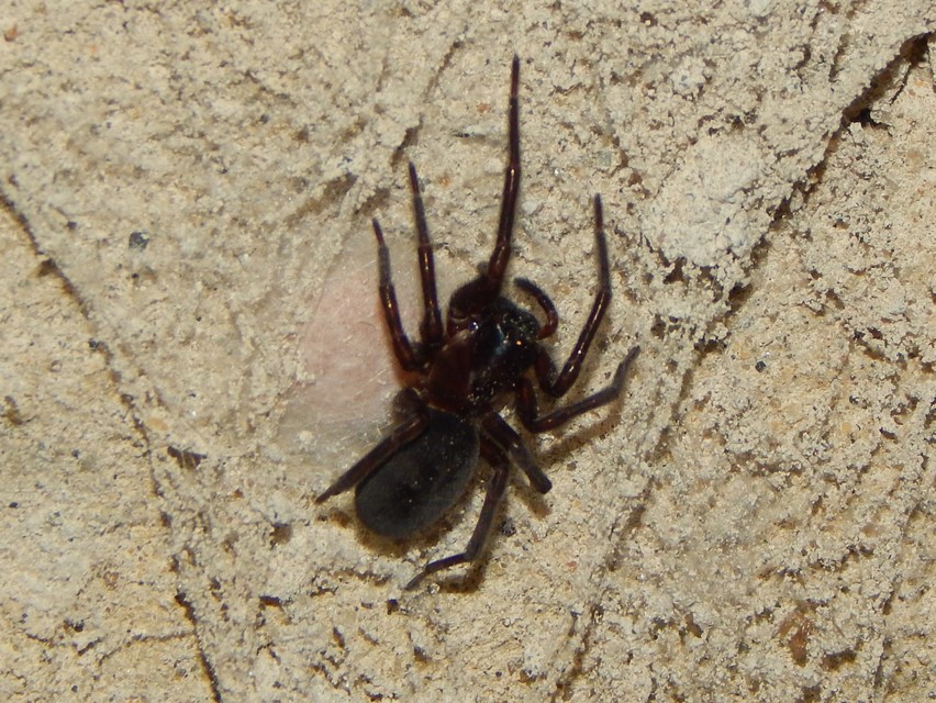 Amaurobius