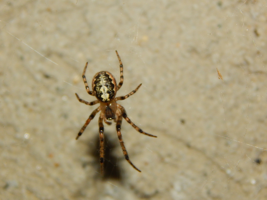 Leviellus
