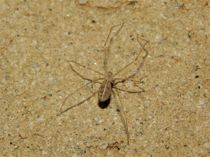 Pholcus phalangioides - nagy álkaszáspók Pholcus phalangioides - nagy álkaszáspók