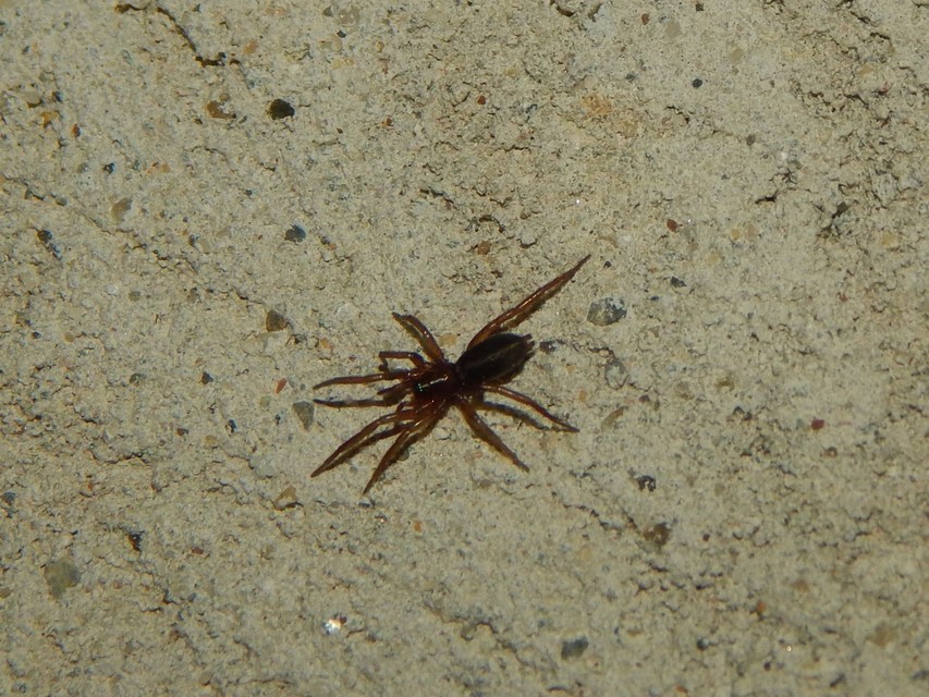 Gnaphosidae - kövipókok