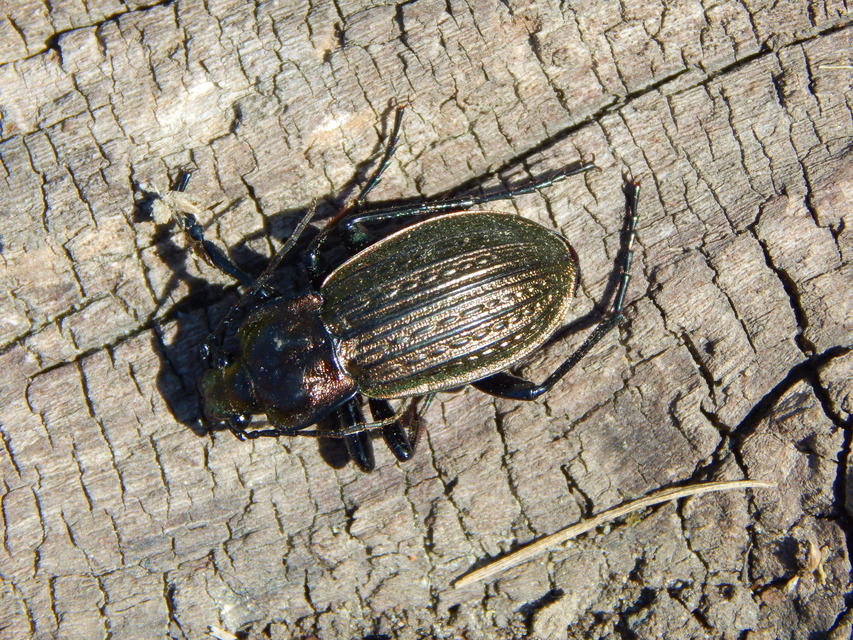 Carabus ulrichii - rezes futrinka Carabus ulrichii - rezes futrinka