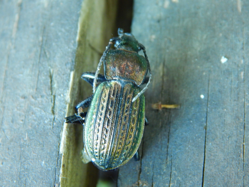 Carabus ulrichii - rezes futrinka Carabus ulrichii - rezes futrinka