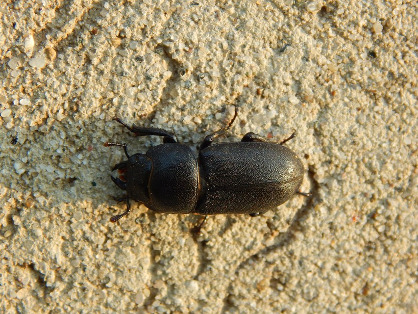 Dorcus parallelipipedus - kis szarvasbogár