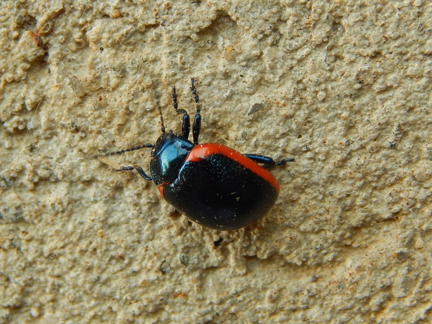 Chrysolina rossia - trapézhátú szegélyeslevelész