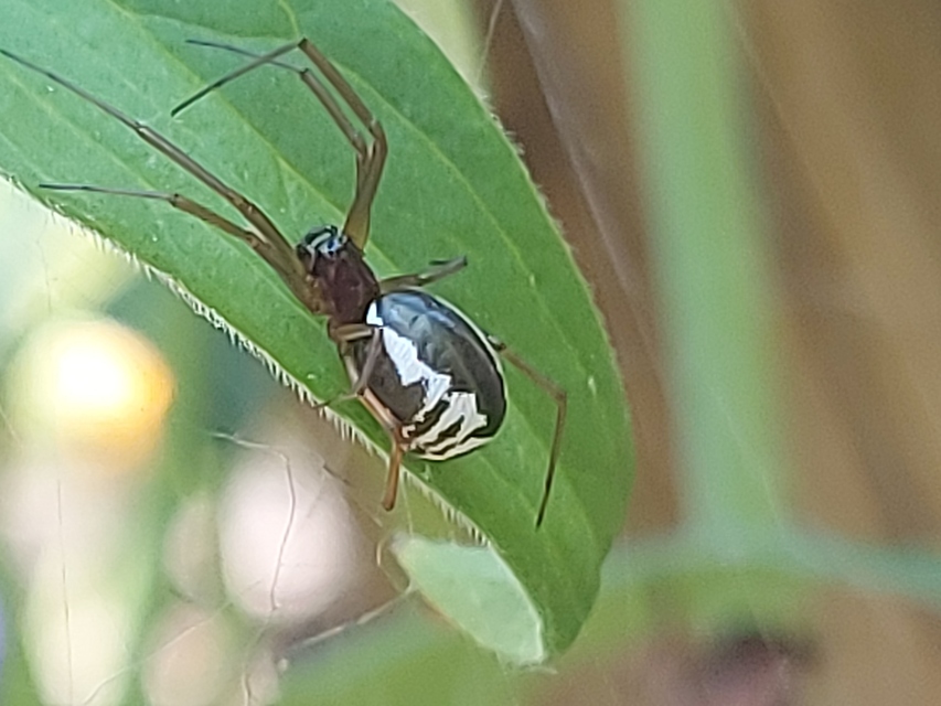 Frontinellina frutetorum - bokor vitorláspók