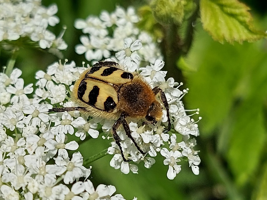 Trichius sexualis - keleti prémesbogár