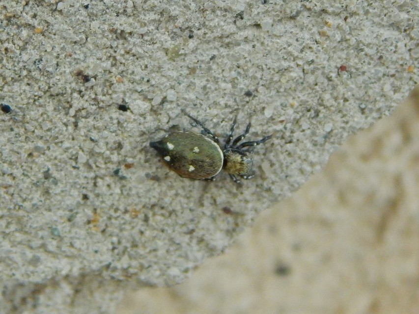 Heliophanus