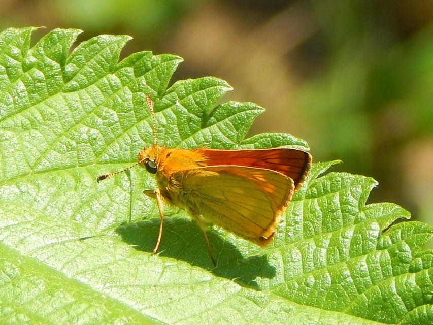Ochlodes sylvanus - erdei busalepke