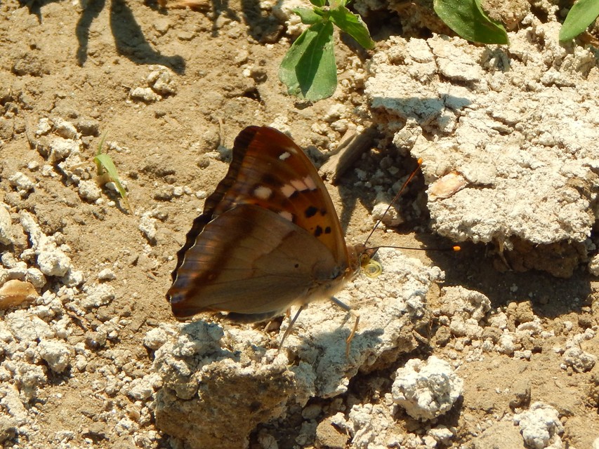 Apatura ilia - kis színjátszólepke