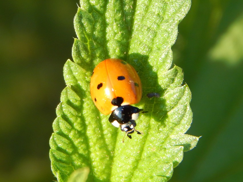 Coccinella septempunctata - hétpettyes katica