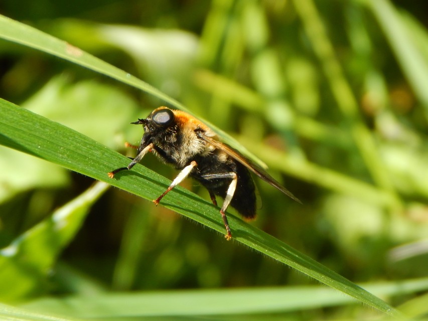 Tabanidae - böglyök