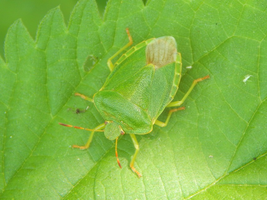 Palomena prasina - zöld bogyómászó-poloska Palomena prasina - zöld bogyómászó-poloska