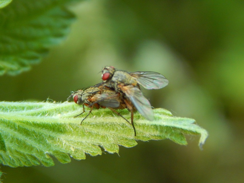 Tachinidae - fürkészlegyek