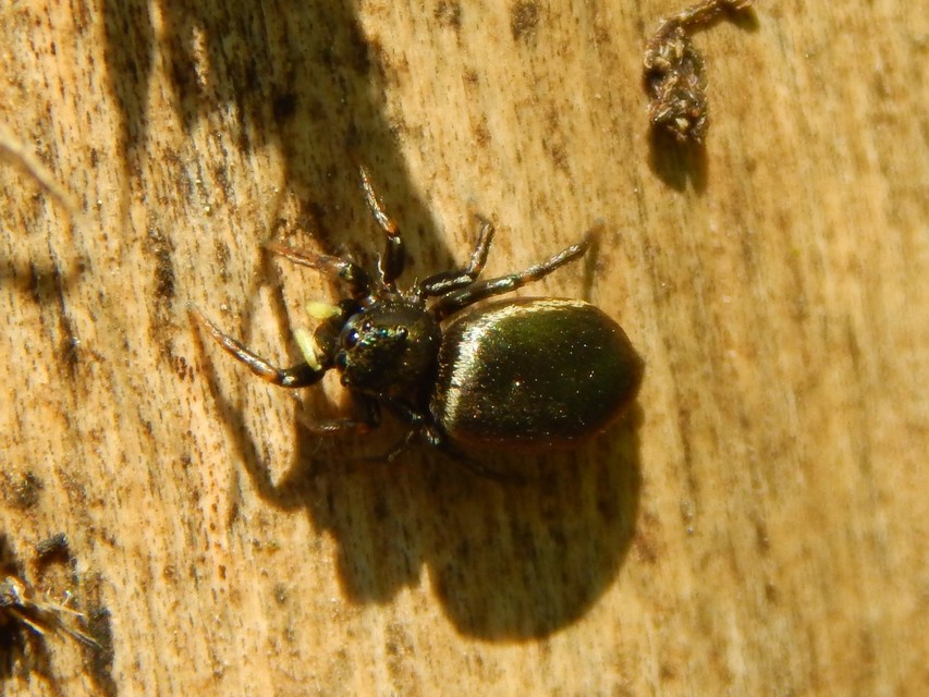 Heliophanus