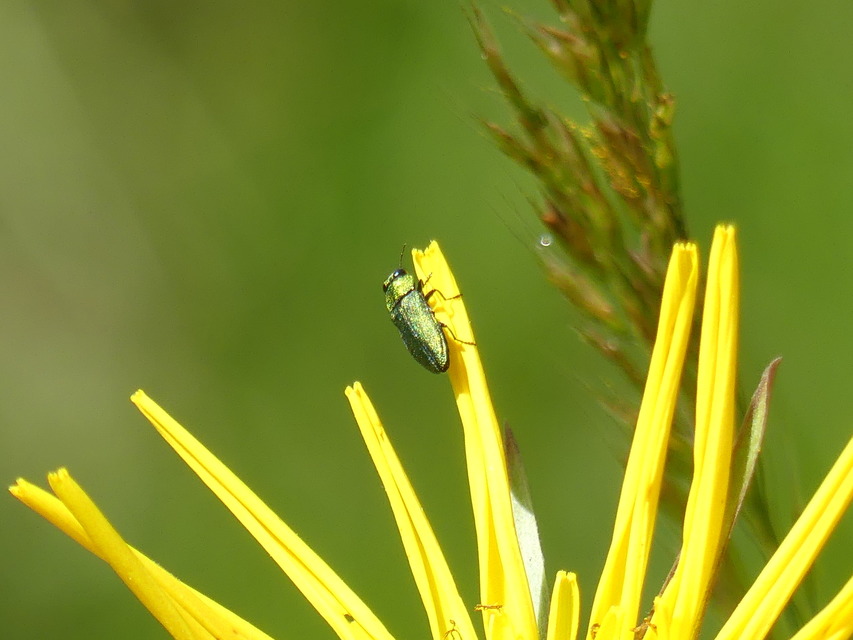 Anthaxia nitidula - ragyogó virágdíszbogár