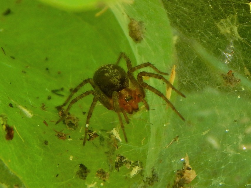 Agelena labyrinthica - illó tölcsérpók