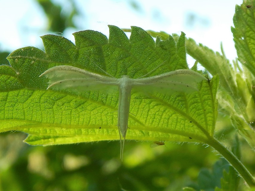 Pterophorus pentadactyla - fehér tollasmoly