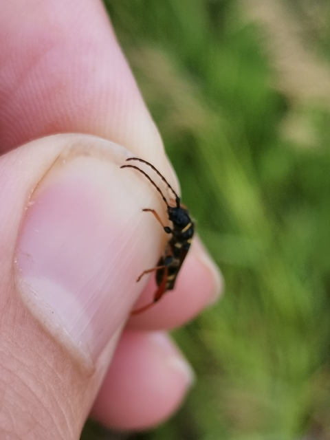 Stenopterus rufus - tarkacsápú keskenyfedőscincér