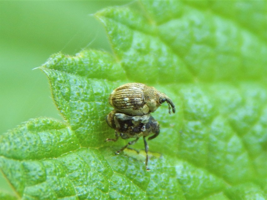 Nedyus quadrimaculatus - közönséges csalánormányos