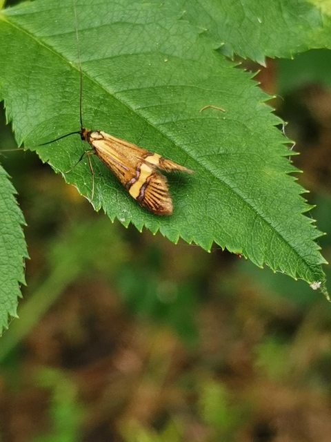 Nemophora degeerella - pompás tőrösmoly