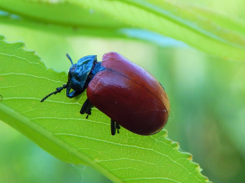 Chrysomela