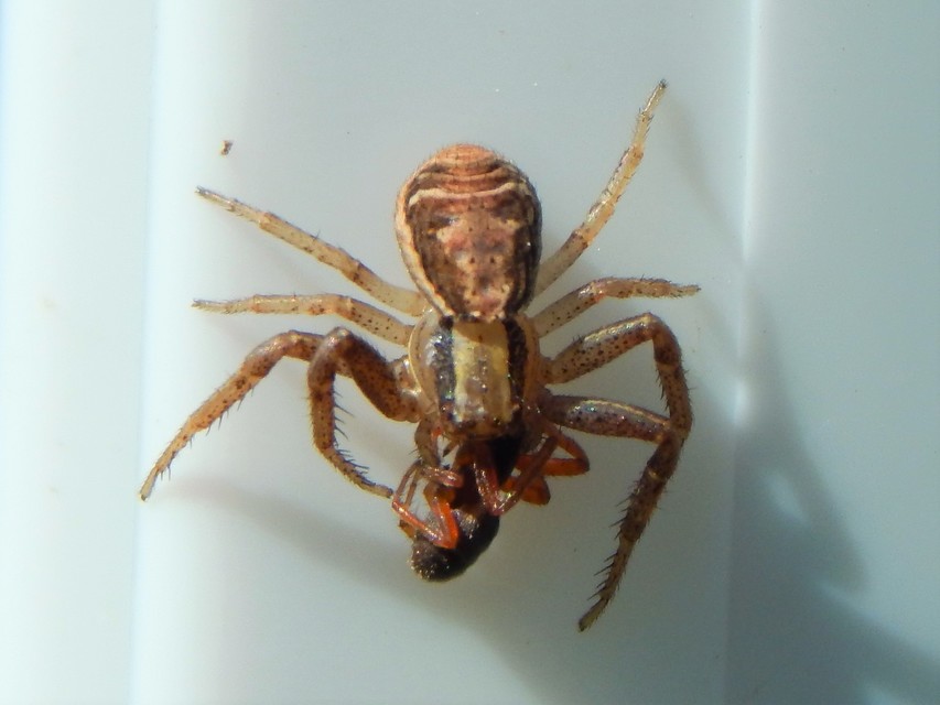 Xysticus ulmi - cserje-karolópók