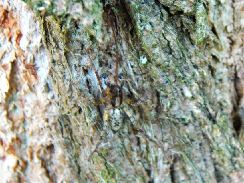Anyphaena accentuata - jegyespók