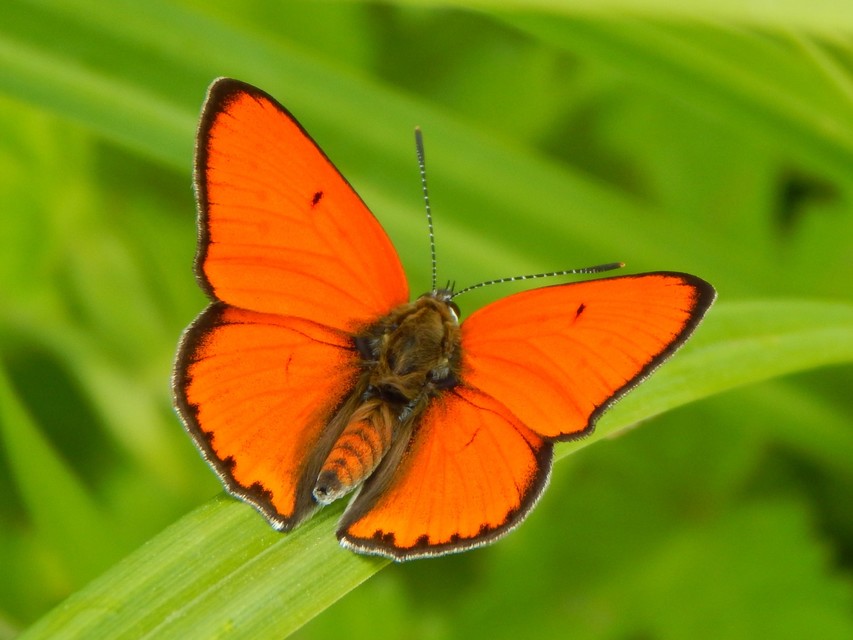 Lycaena dispar rutilus - nagy tűzlepke