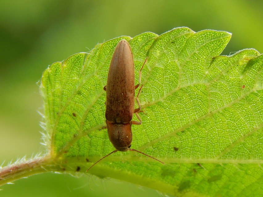 Synaptus filiformis - talpas pattanó