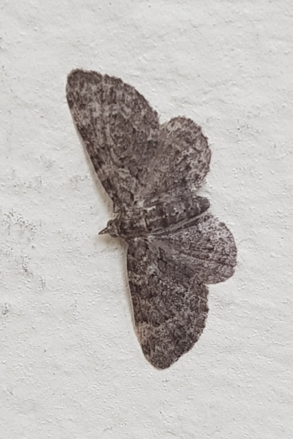 Pasiphila chloerata - hamvas törpearaszoló