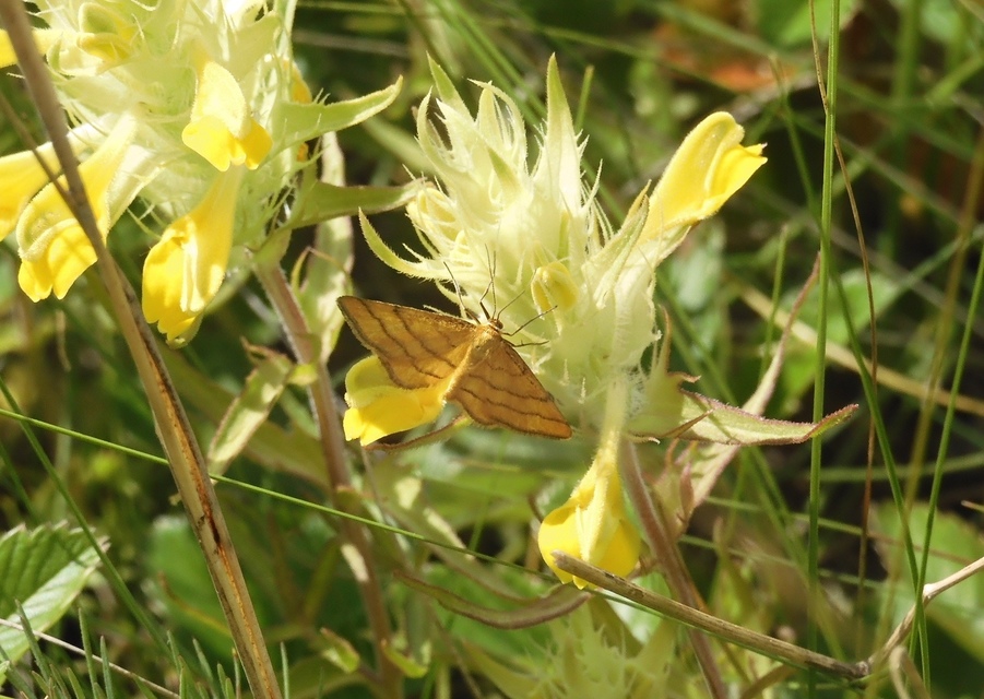 Idaea aureolaria - aranyos sávosaraszoló