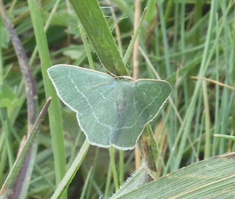 Chlorissa viridata/cloraria