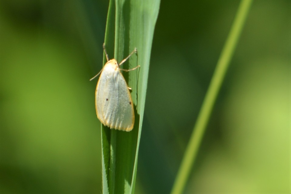 Cybosia mesomella - csontszínű molyszövő