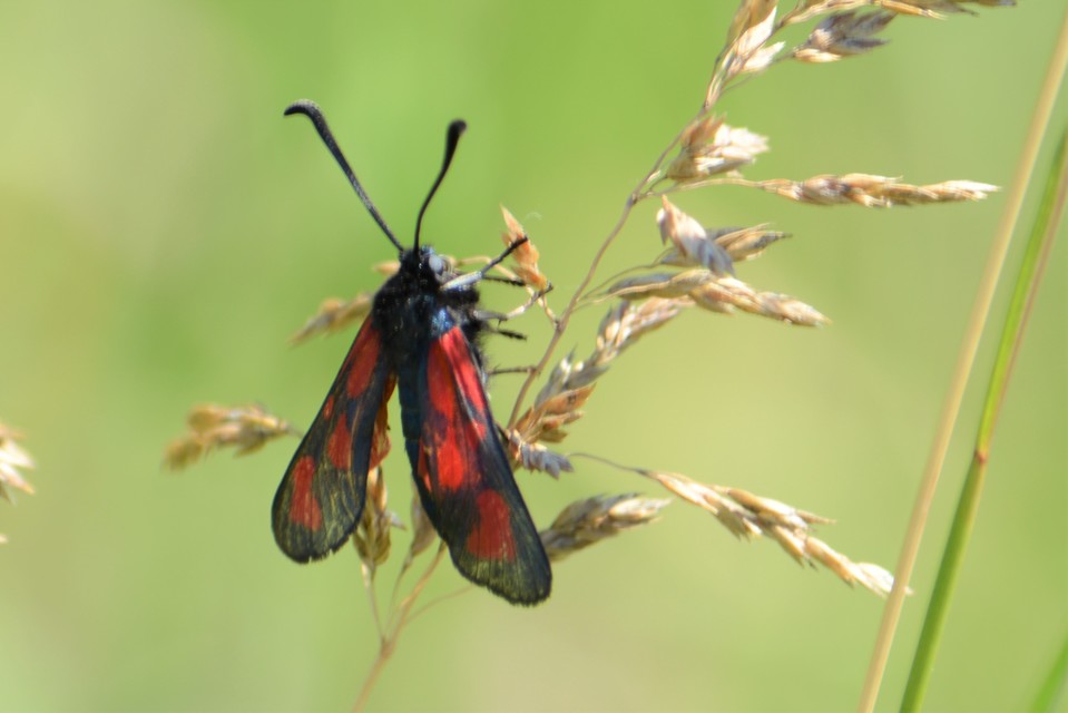 Zygaena loti - közönséges csüngőlepke