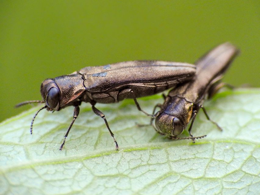 Agrilus derasofasciatus - szőlő-karcsúdíszbogár