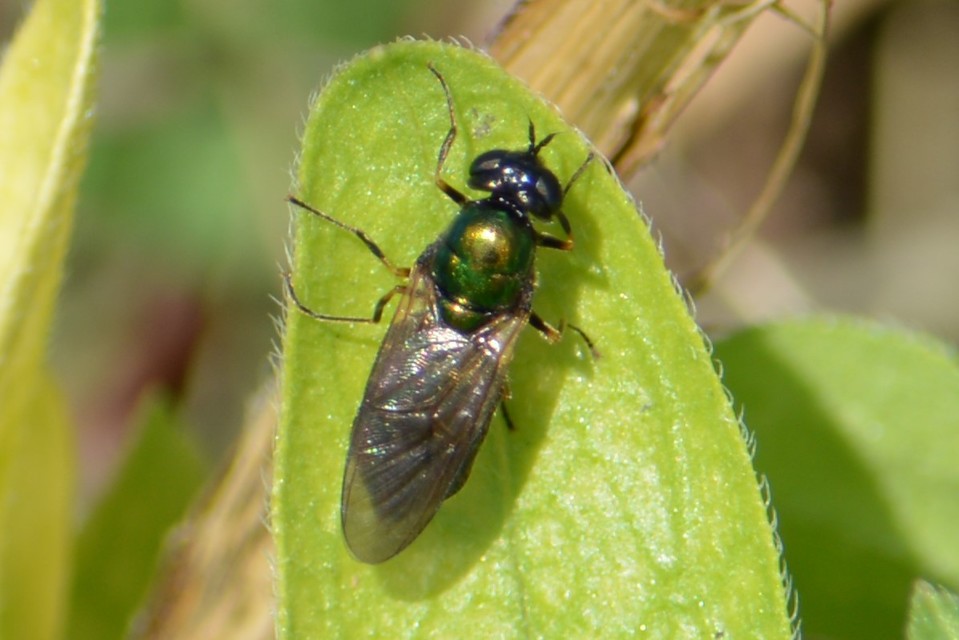Chloromyia formosa - közönséges fémeslégy