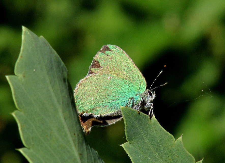 Callophrys rubi - zöldfonákú lepke