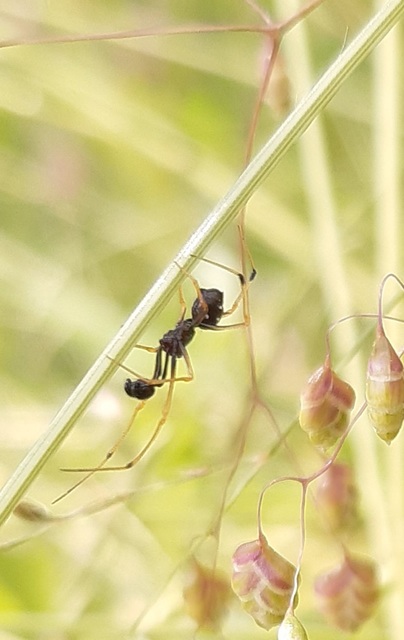 Neottiura suaveolens